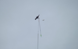 Tir à l'abat oiseau Ronde de l'Aisne